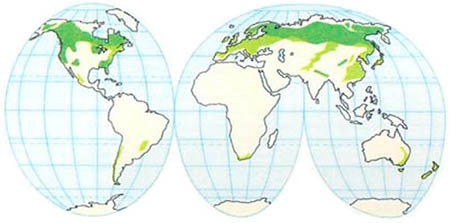 Карта мира произростания хвойных пород дерева