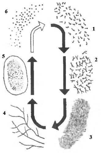 Схема развития гриба