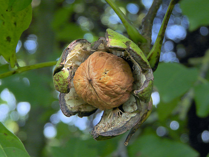 Грецкий орех дерево