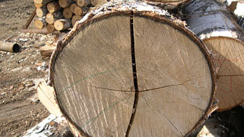 поражённая древесина