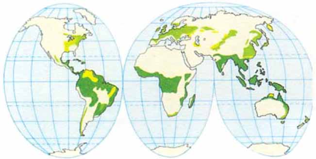 Область распространения лиственных деревьев в мире